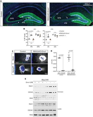 The E3 Ubiquitin Ligase CRL5 Regulates Dentate Gyrus Morphogenesis, Adult Neurogenesis, and Animal Behavior